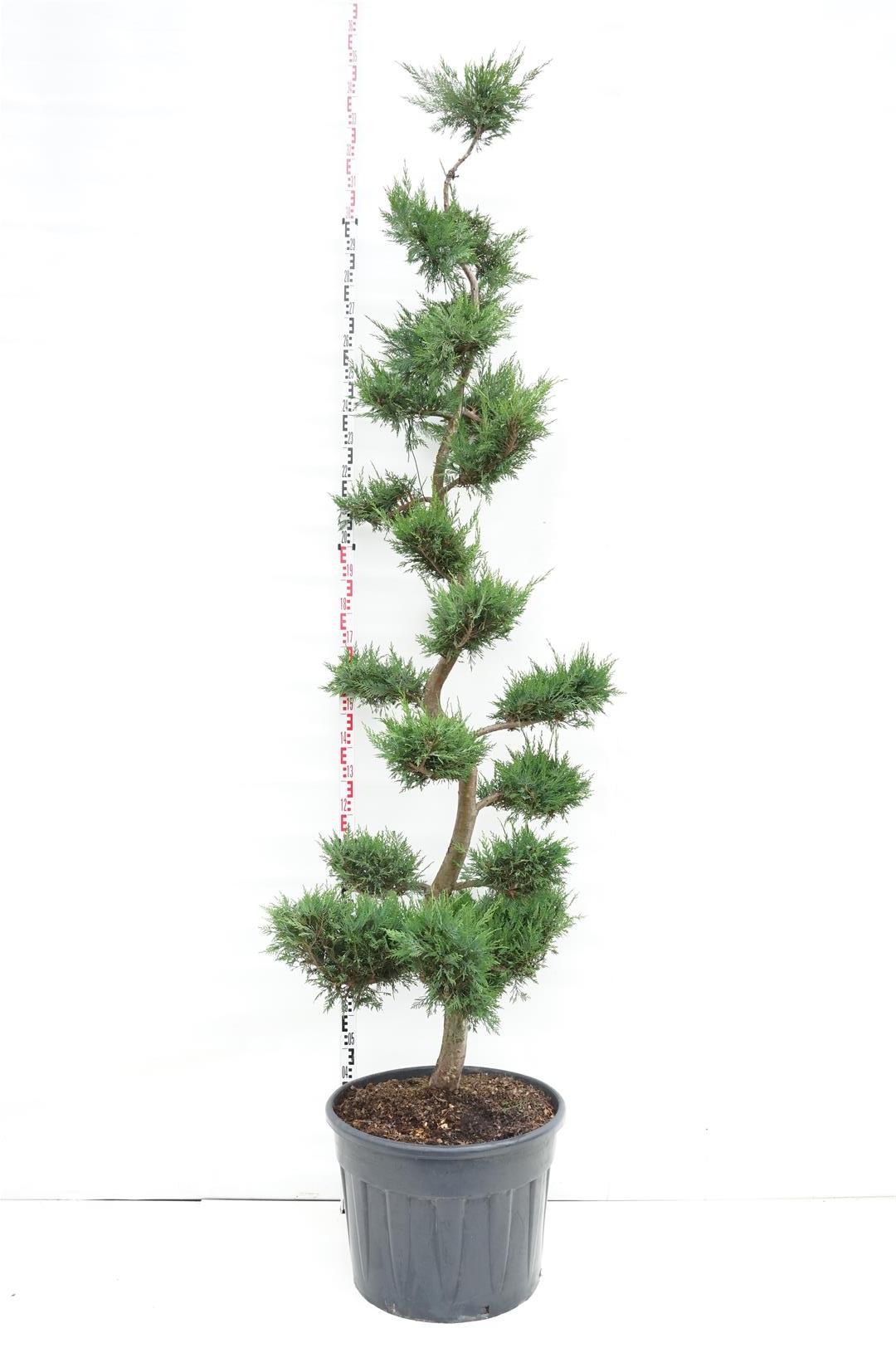 Cupressocyparis leylandii C90 (90 liters kruka) 225-250 cm Bonsai