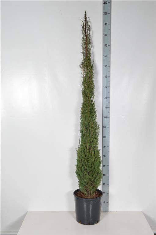 Cupressus sempervirens &
