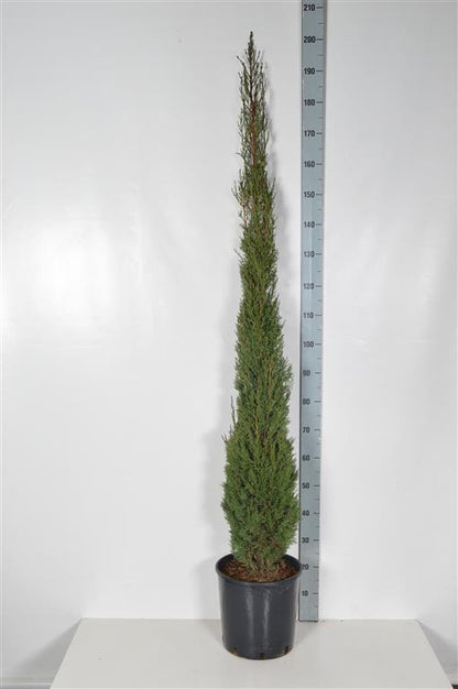 Cupressus sempervirens &