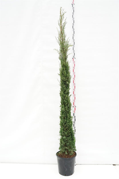 Cupressus semp. &