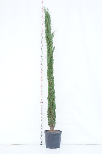 Cupressus semp. &