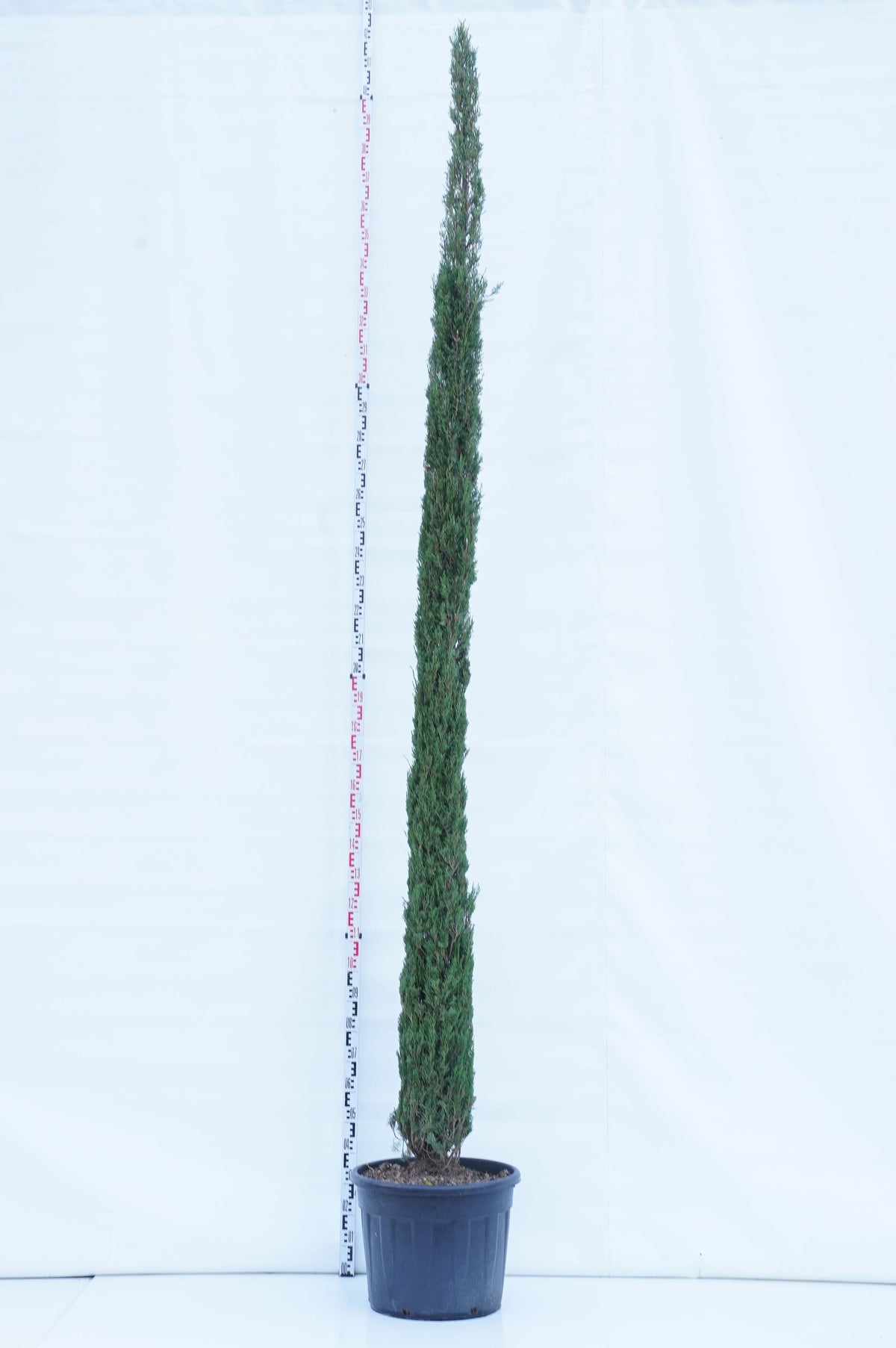 Cupressus sempervirens &