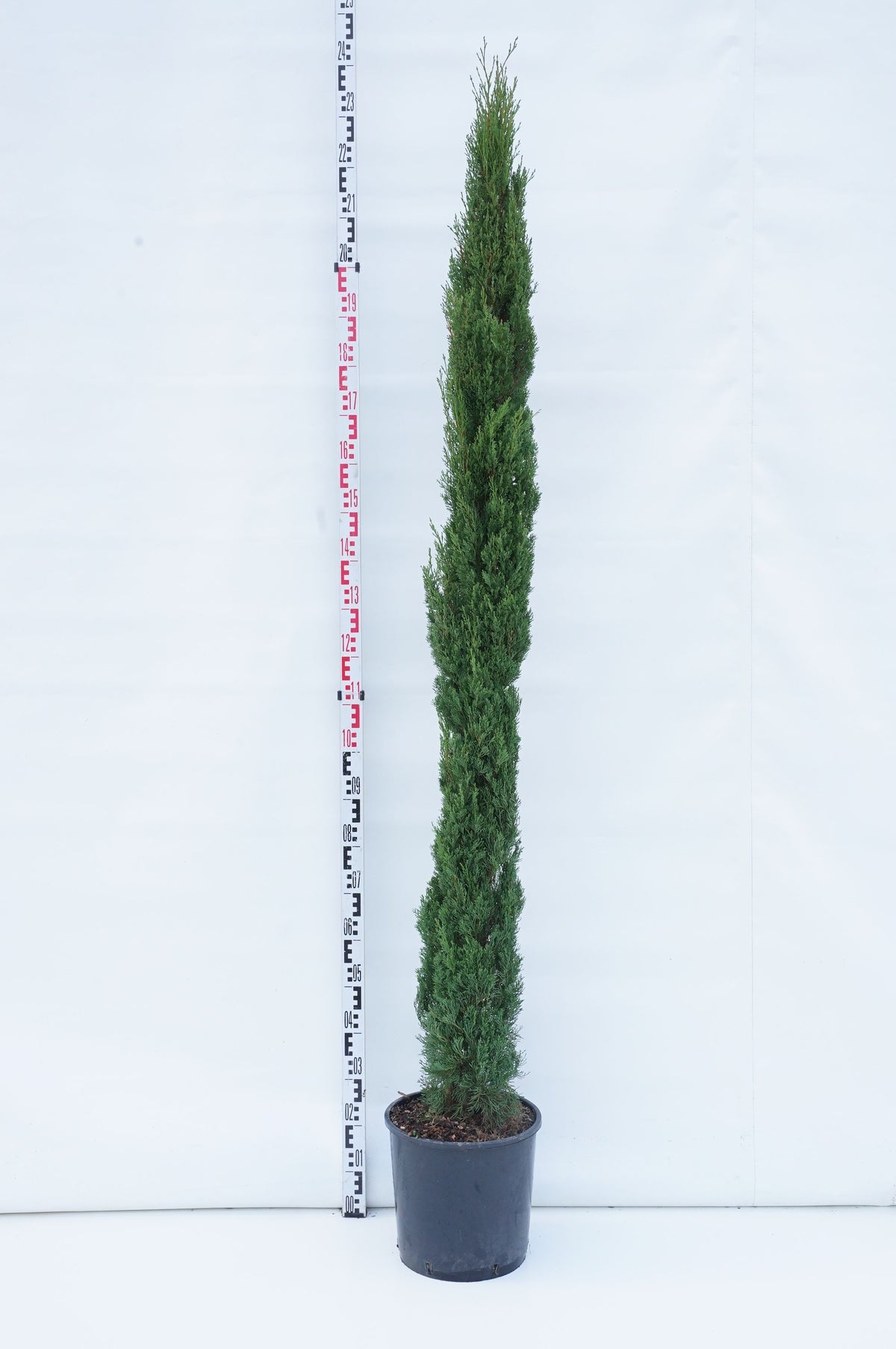 Cupressus sempervirens &