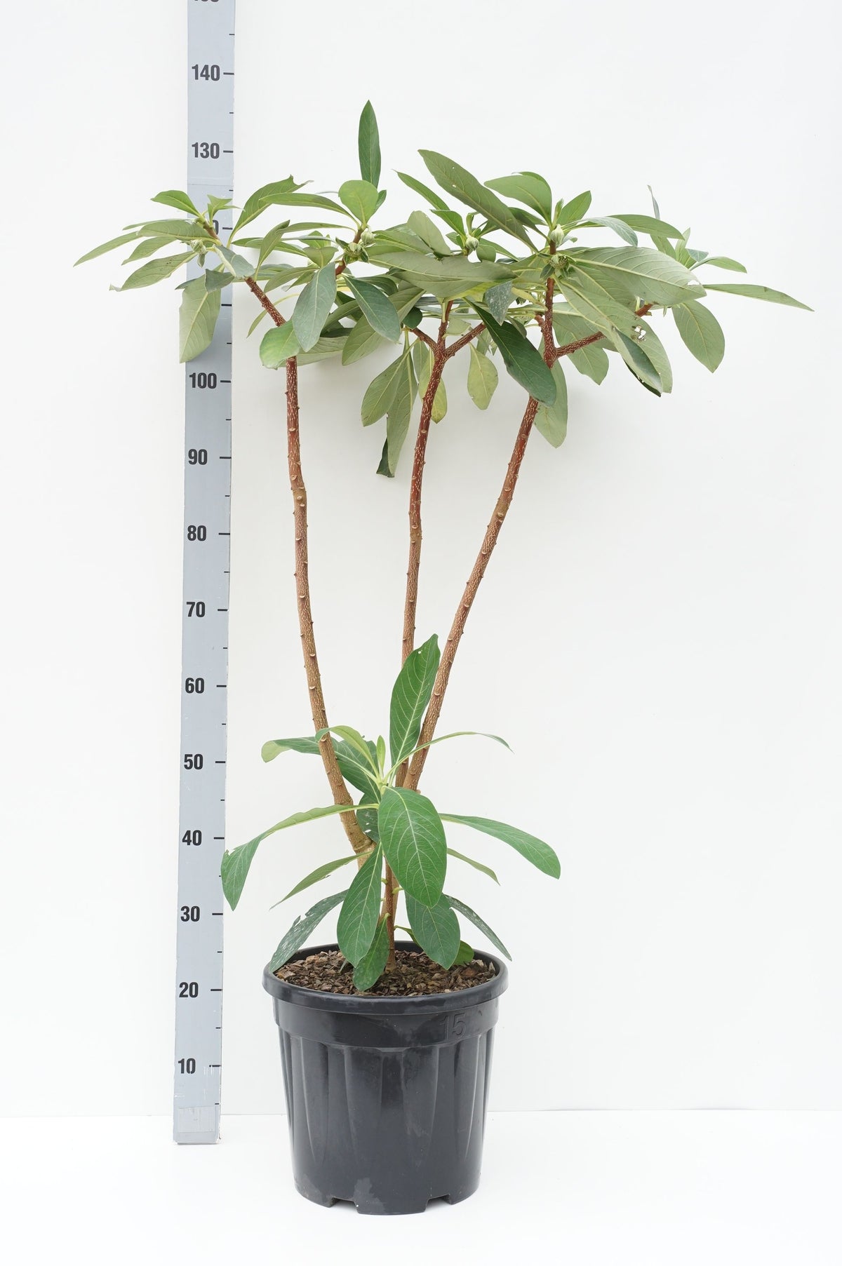 Edgeworthia chrysantha C10 (10 liters kruka) 80-100 cm