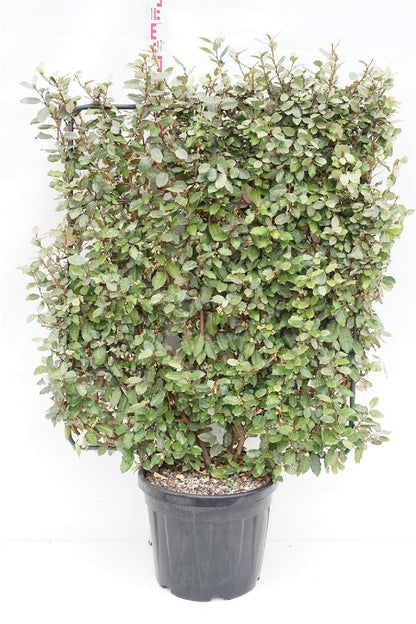 Elaeagnus ebbingei &