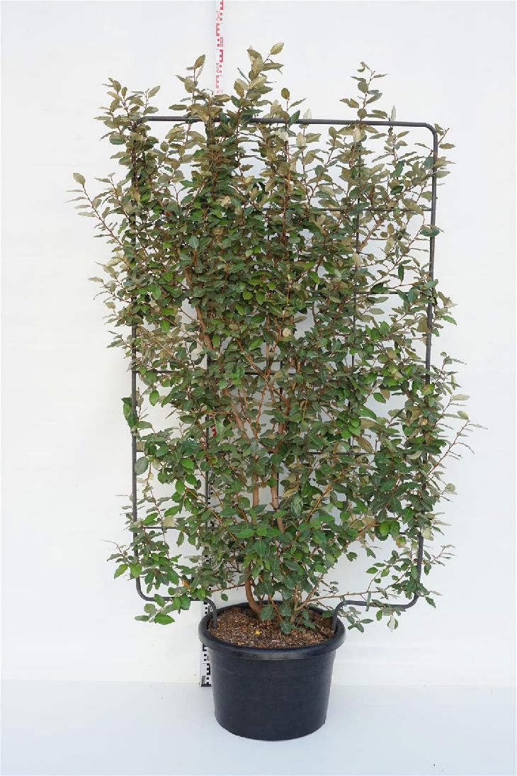 Elaeagnus ebb. &