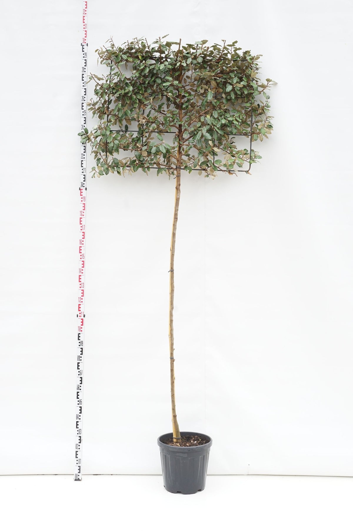 Elaeagnus ebbingei &