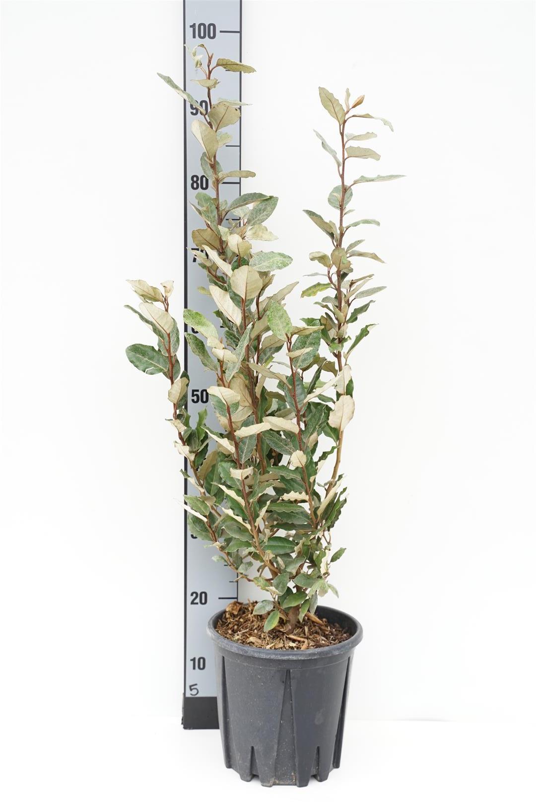 Elaeagnus ebb. &