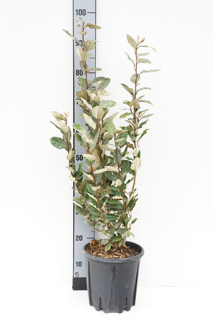 Elaeagnus ebb. &