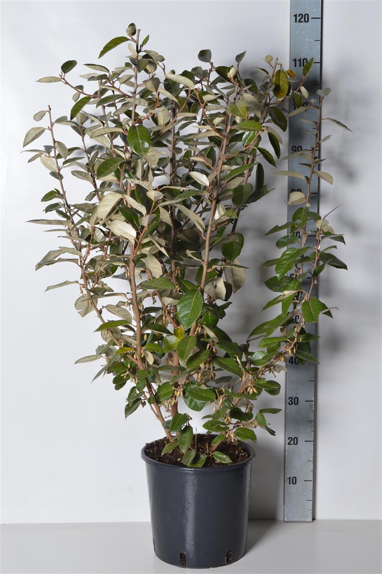 Elaeagnus ebbingei &