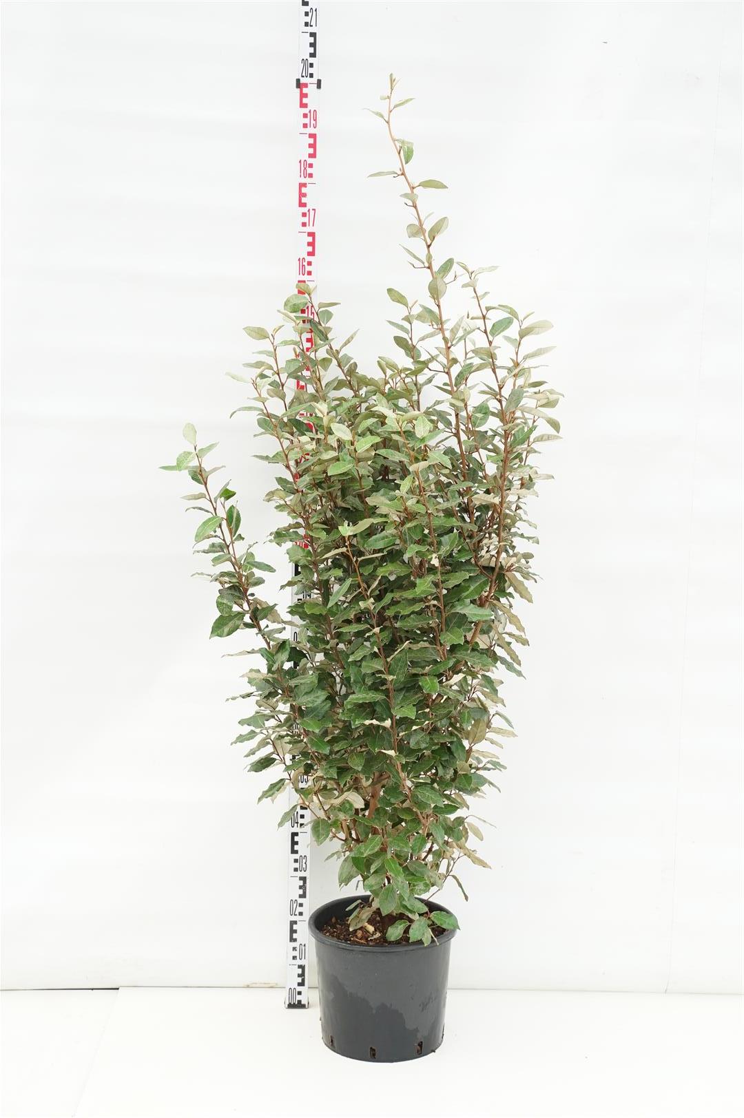 Elaeagnus ebb. &