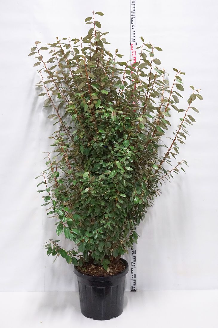 Elaeagnus ebbingei &
