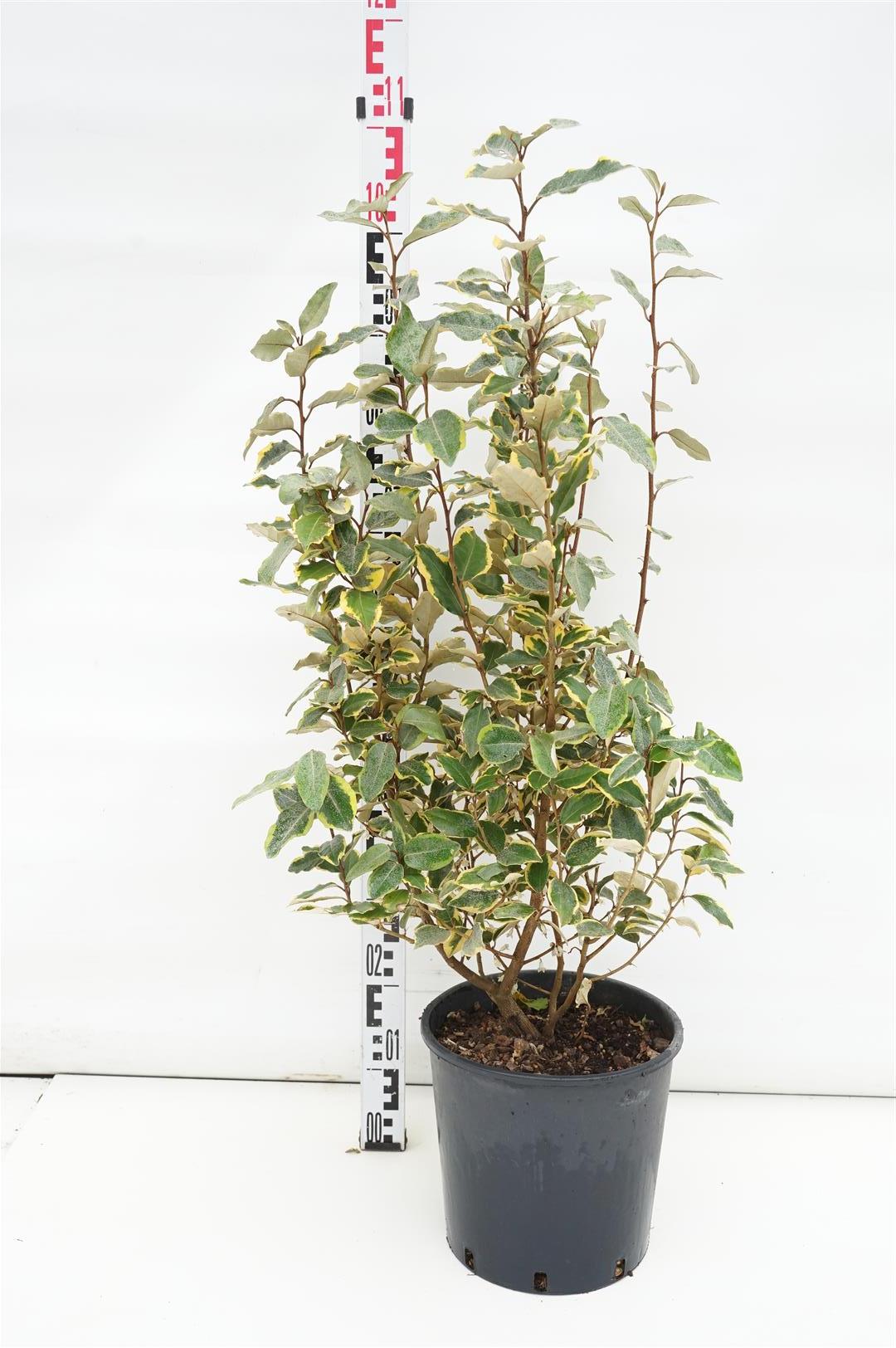 Elaeagnus ebb. &