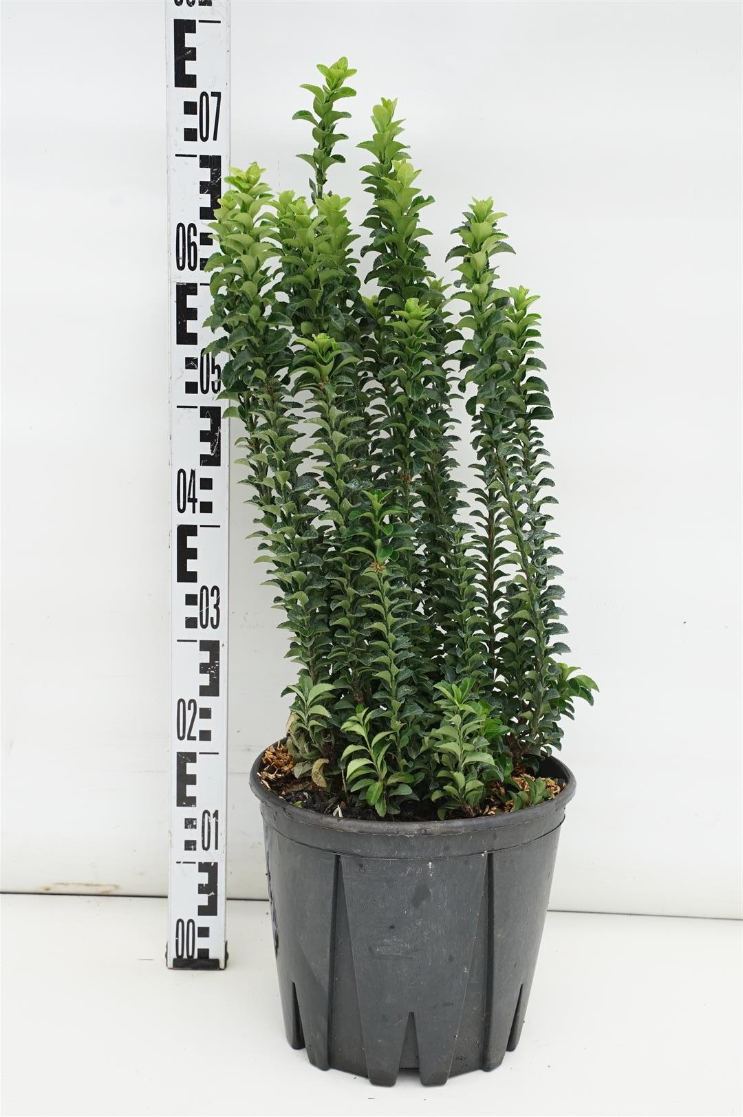 Euonymus jap. &