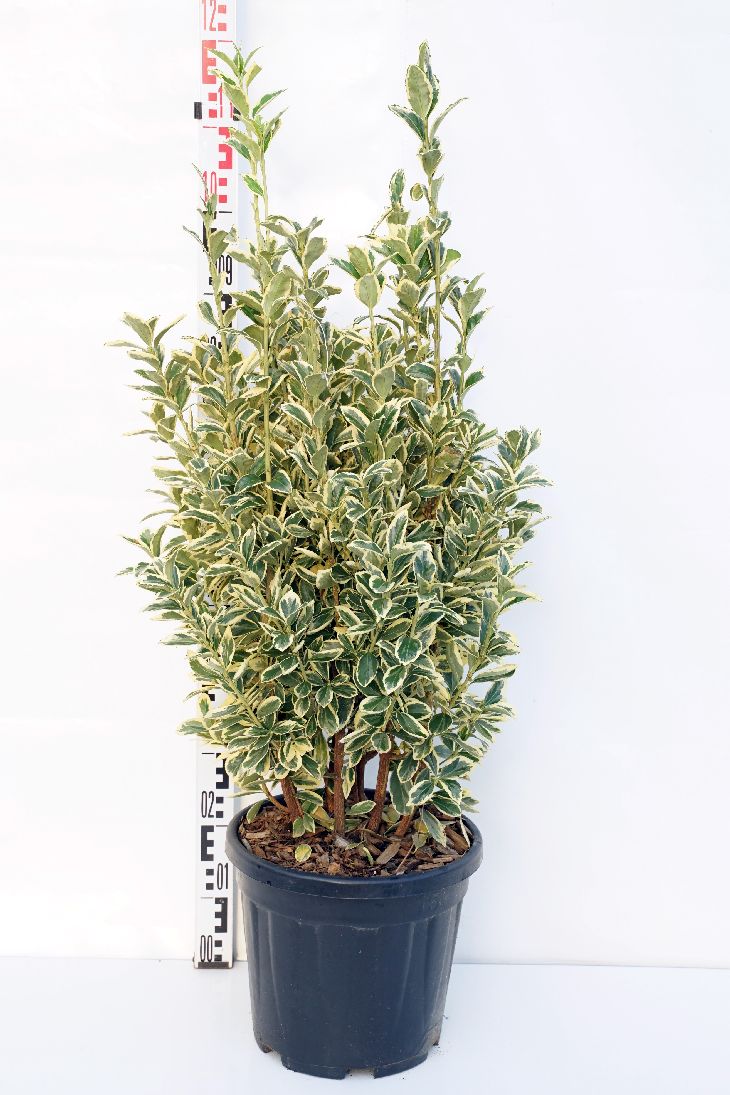 Euonymus japonicus &