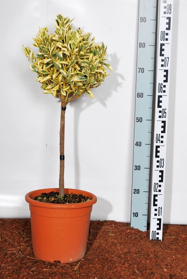 Euonymus japonicus &