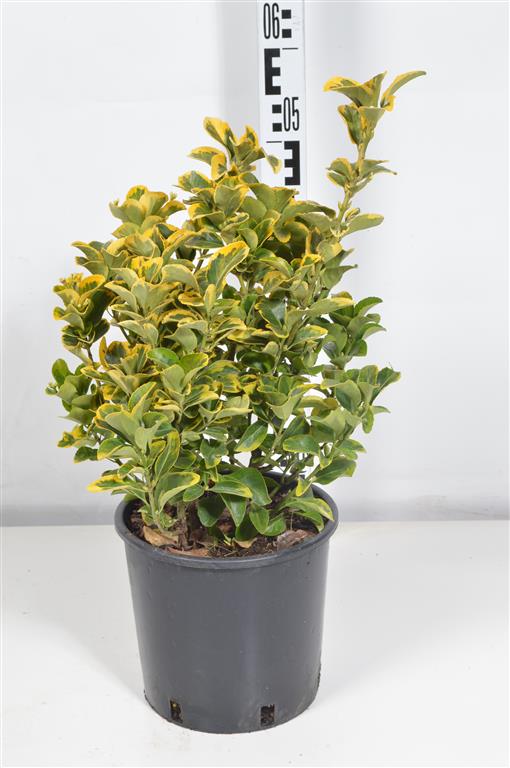 Euonymus jap. &