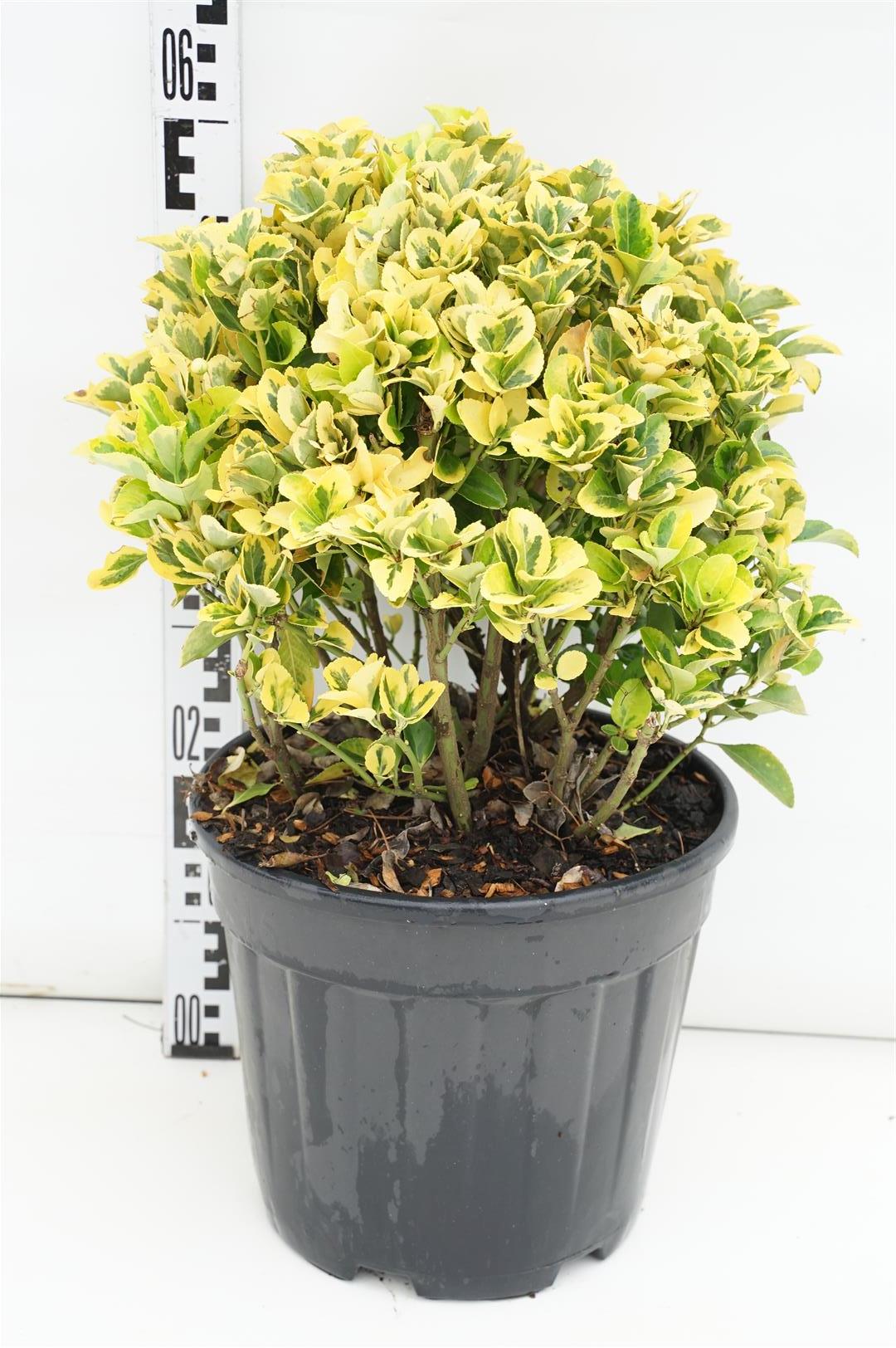 Euonymus jap. &
