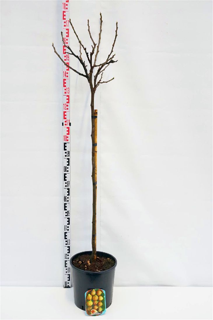 Ficus car. &