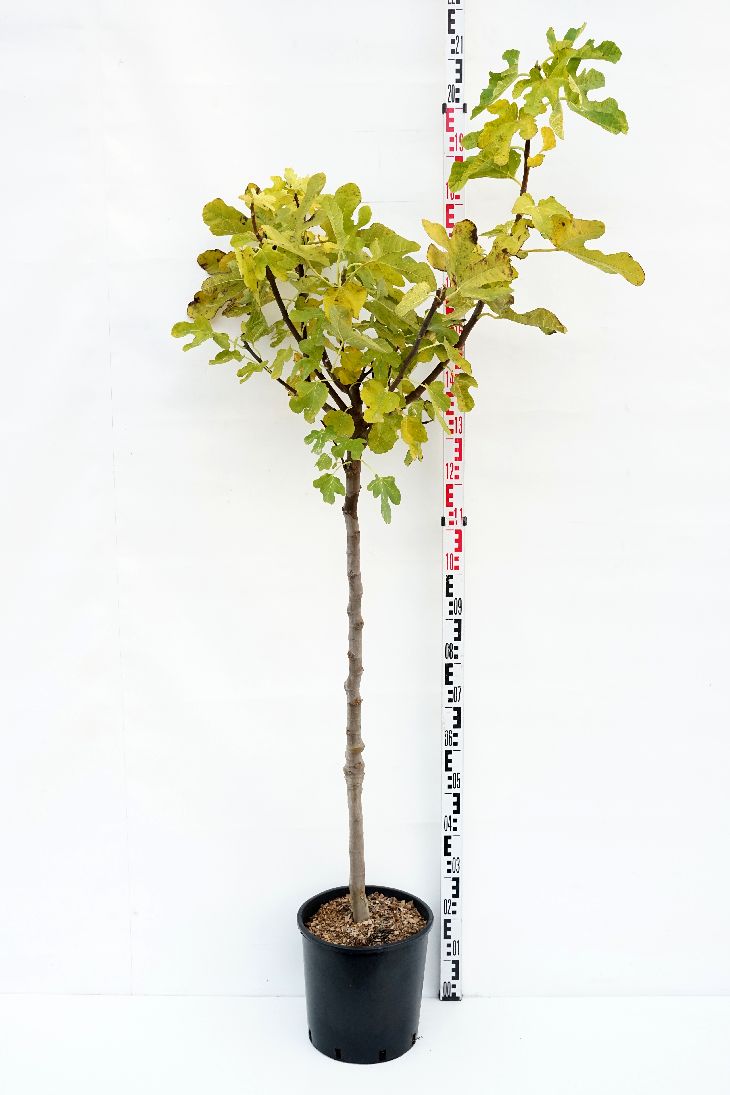 Ficus car. &