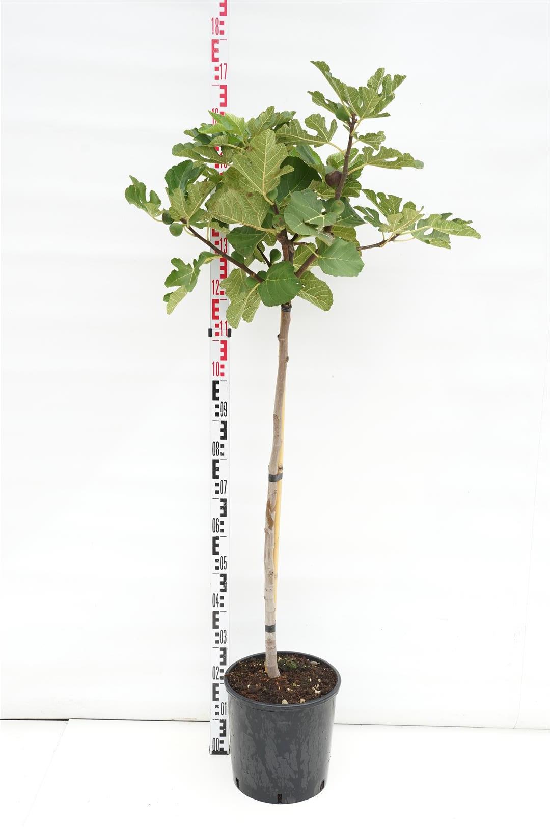 Ficus car. &