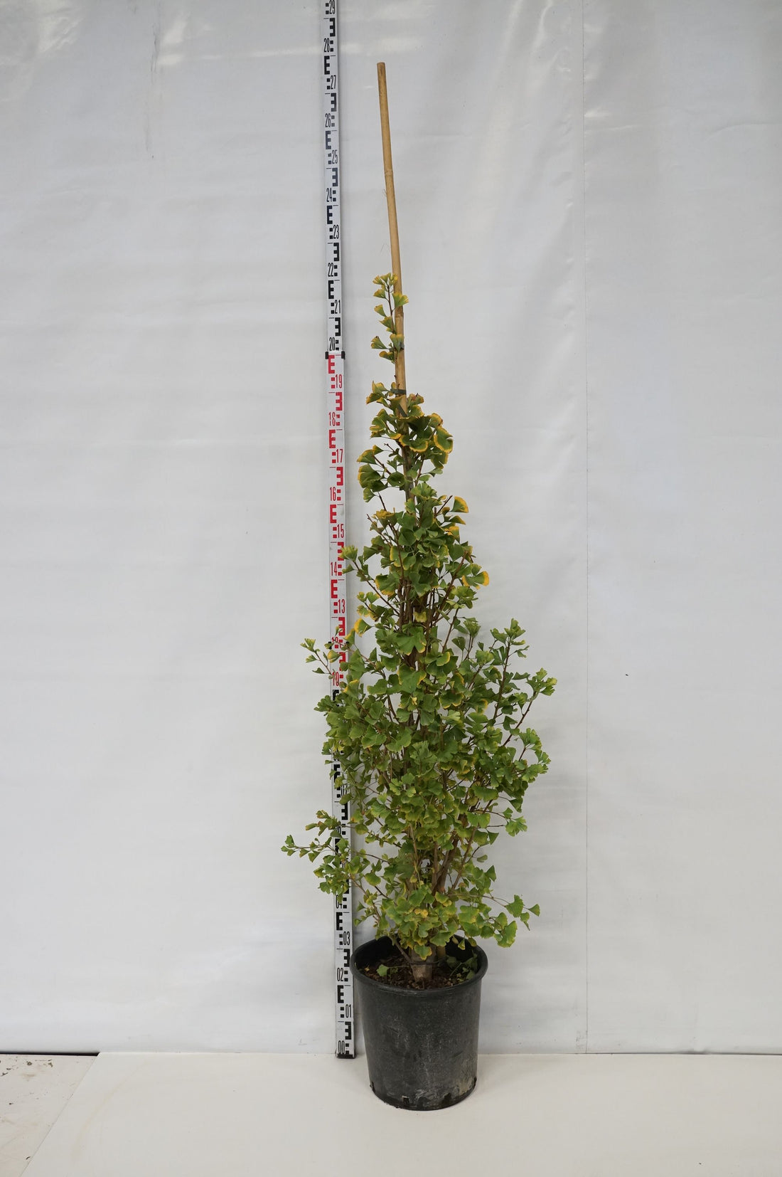 Ginkgo b. &