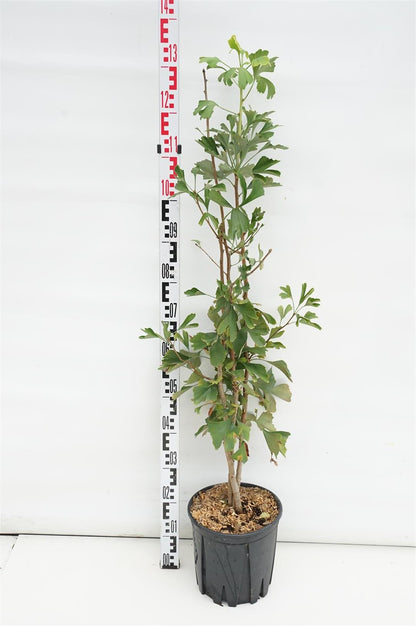 Ginkgo biloba 80-100 cm C10 (10 liters kruka) 3-pack