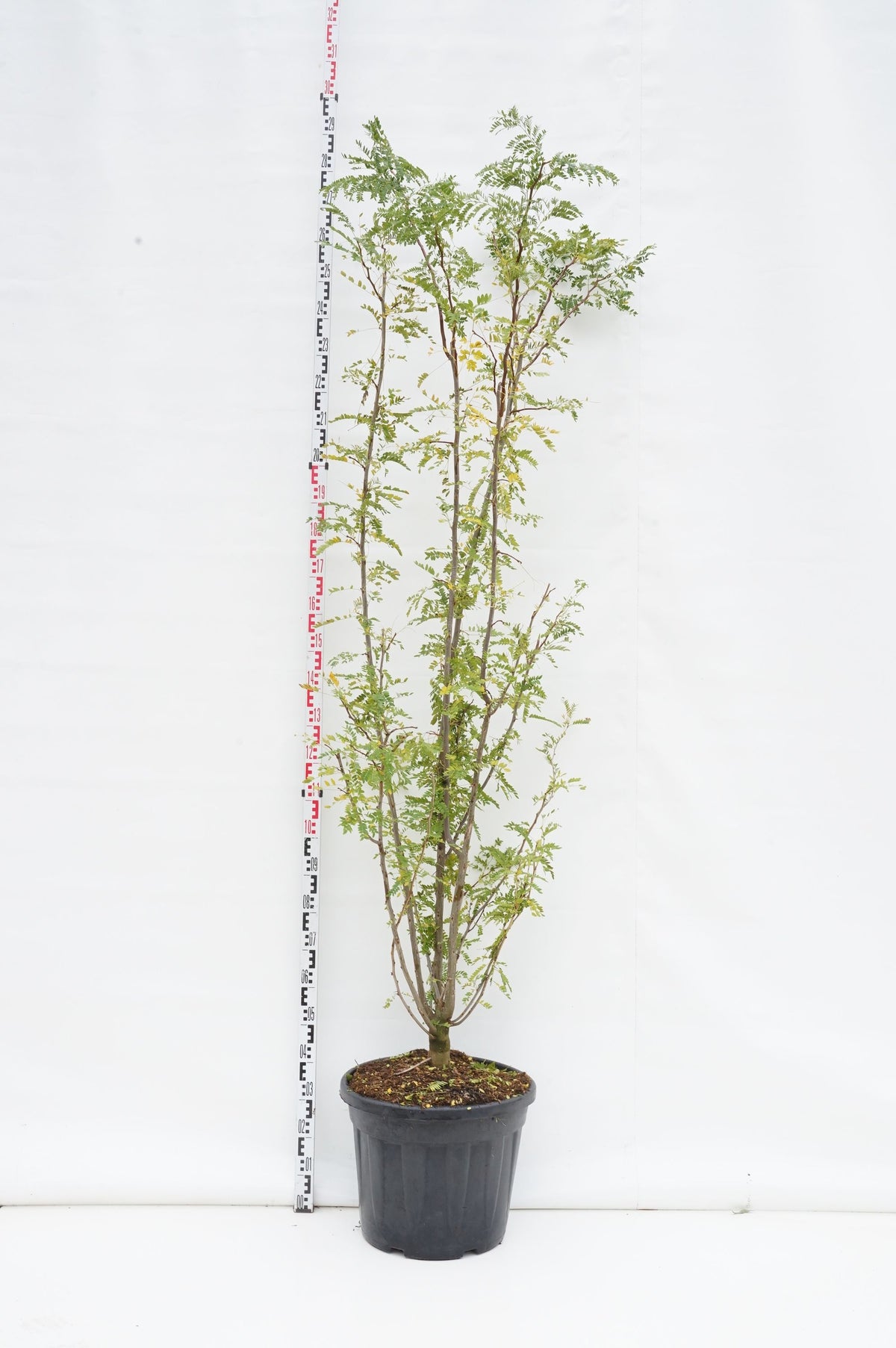 Gleditsia triacanthos inermis C55 (55 liters kruka) 200–250 cm