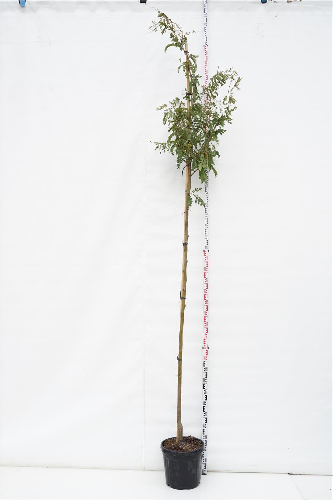 Gleditsia triacanthos &