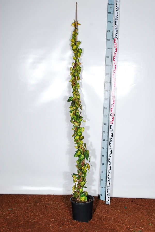 Hedera colchica &