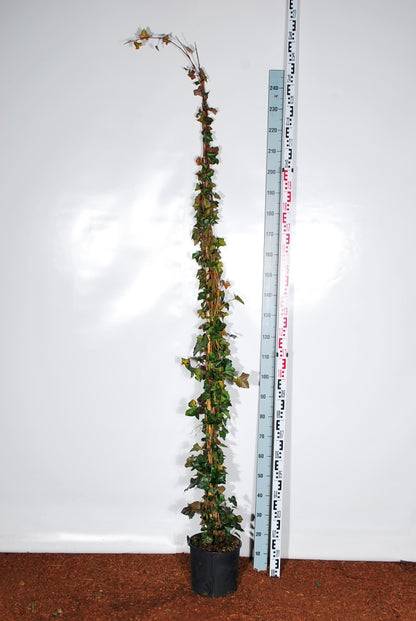 Hedera hibernica C10 (10 liters kruka) 175-200 cm