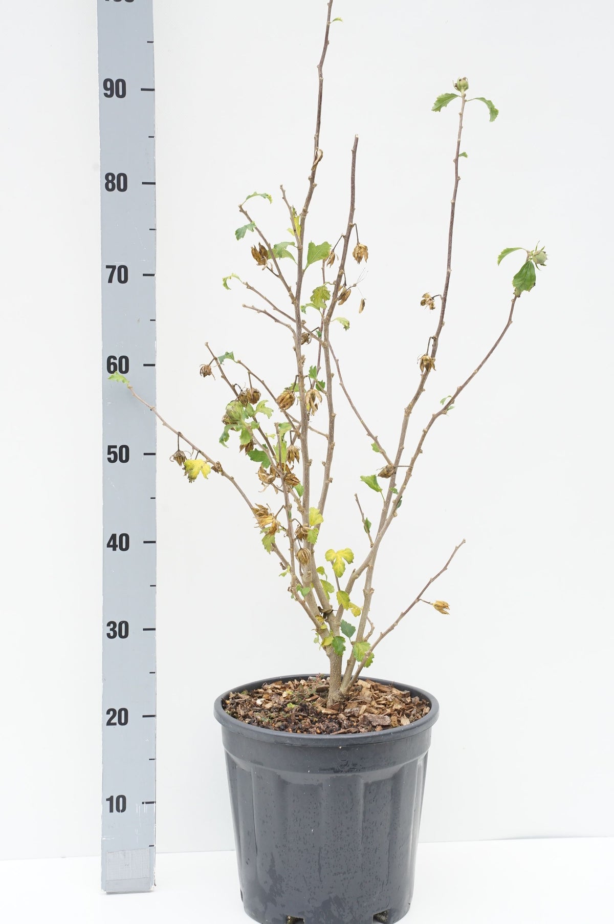 Hibiscus syriacus &