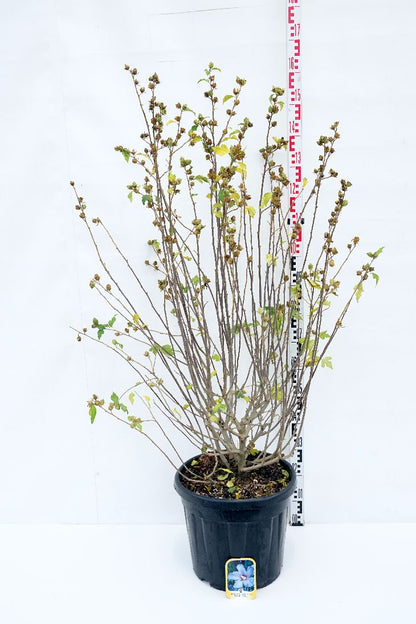 Hibiscus syriacus &