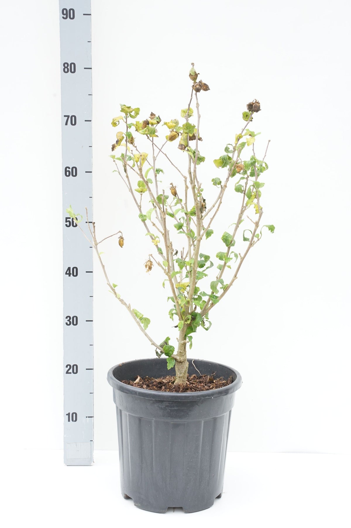 Hibiscus syriacus &