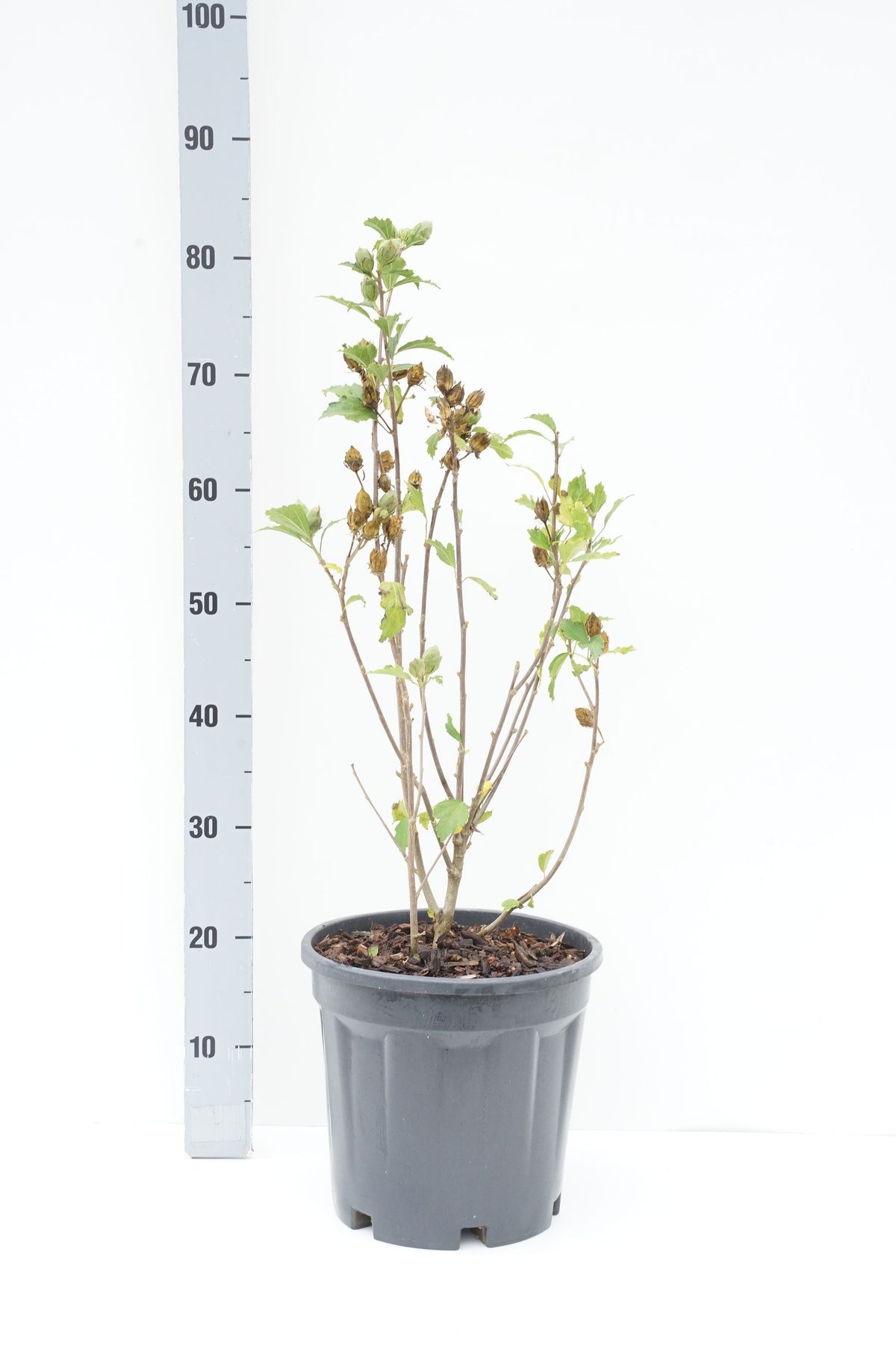 Hibiscus syriacus &
