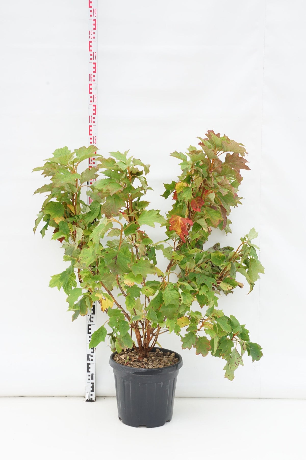 Hydrangea quercifolia C20 (20 liters kruka) 80-100 cm