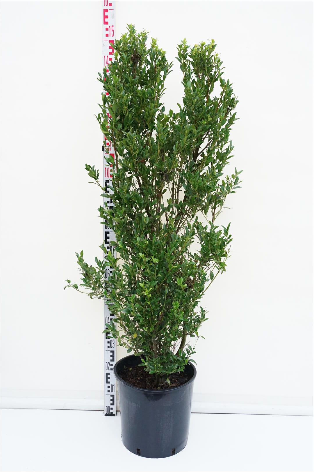 Ilex maximowicziana C18 (18 liters kruka) 125+ cm