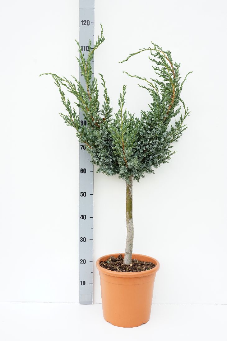 Juniperus chin. &
