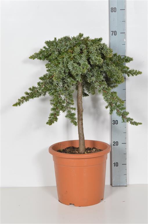 Juniperus conferta &