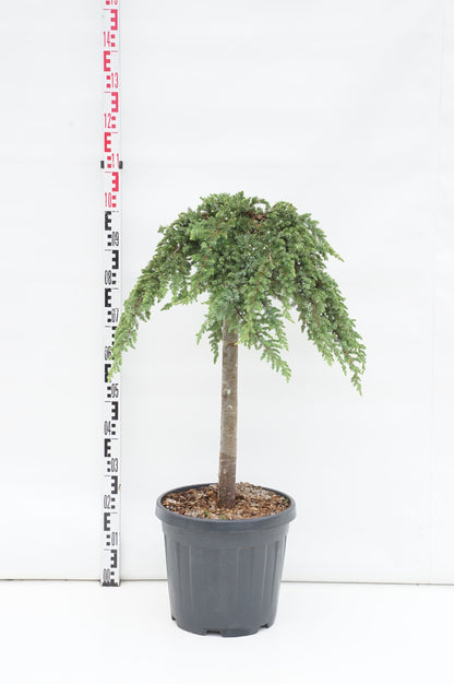 Juniperus conferta &