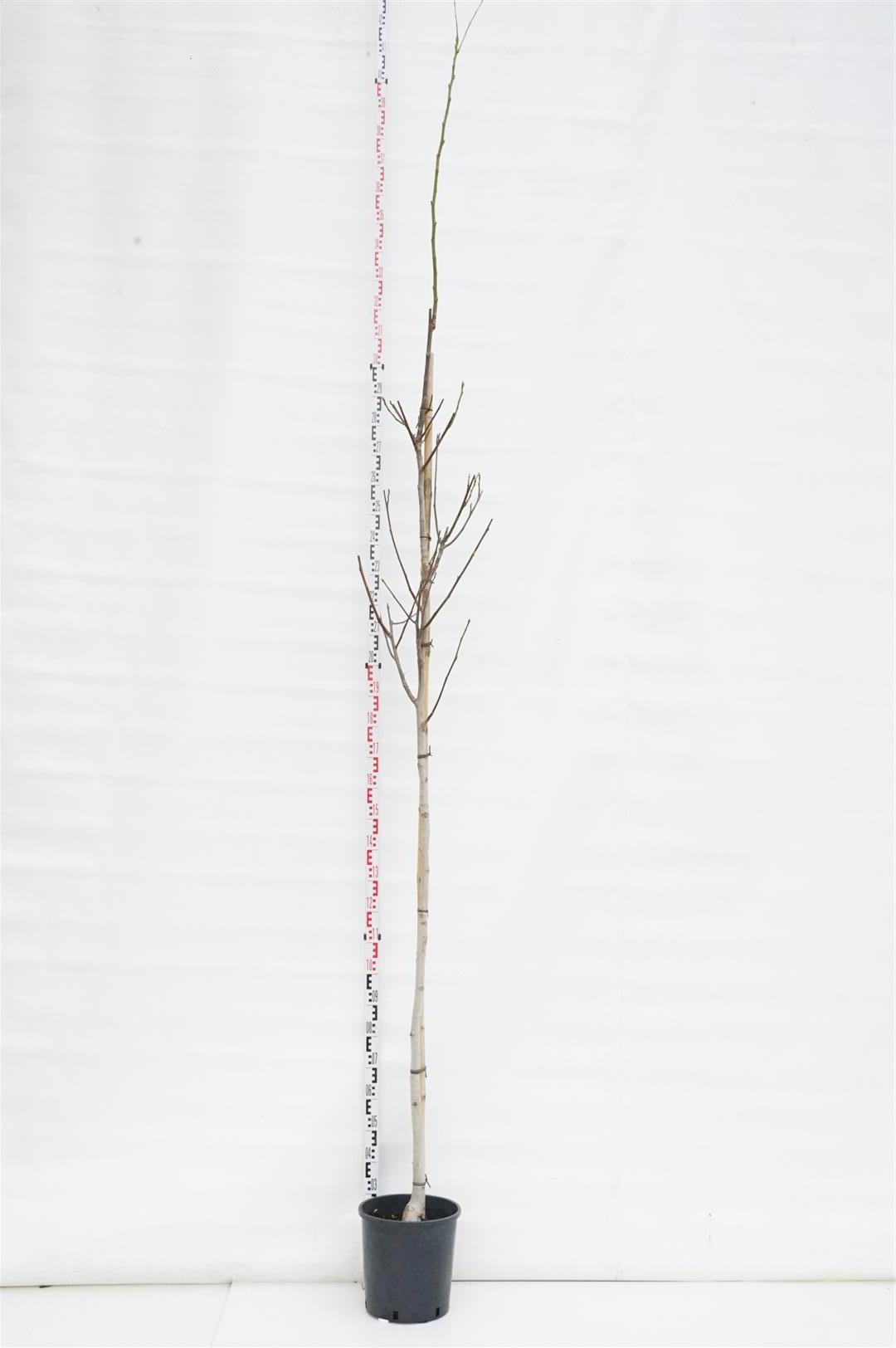 Juglans regia 8-10 cm stamträd C18 (18 liters kruka)
