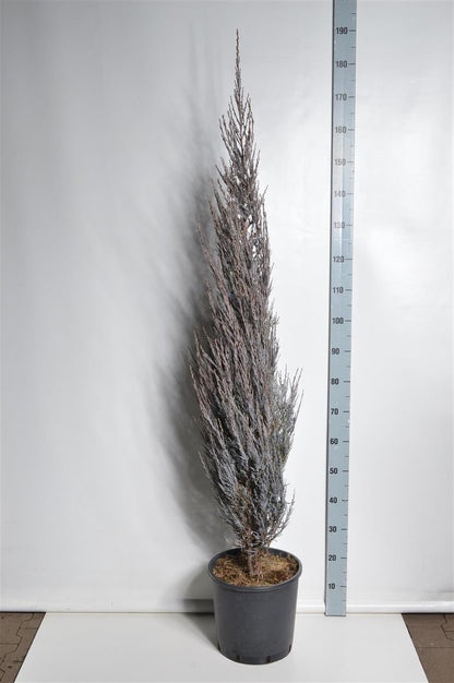 Juniperus scop. &