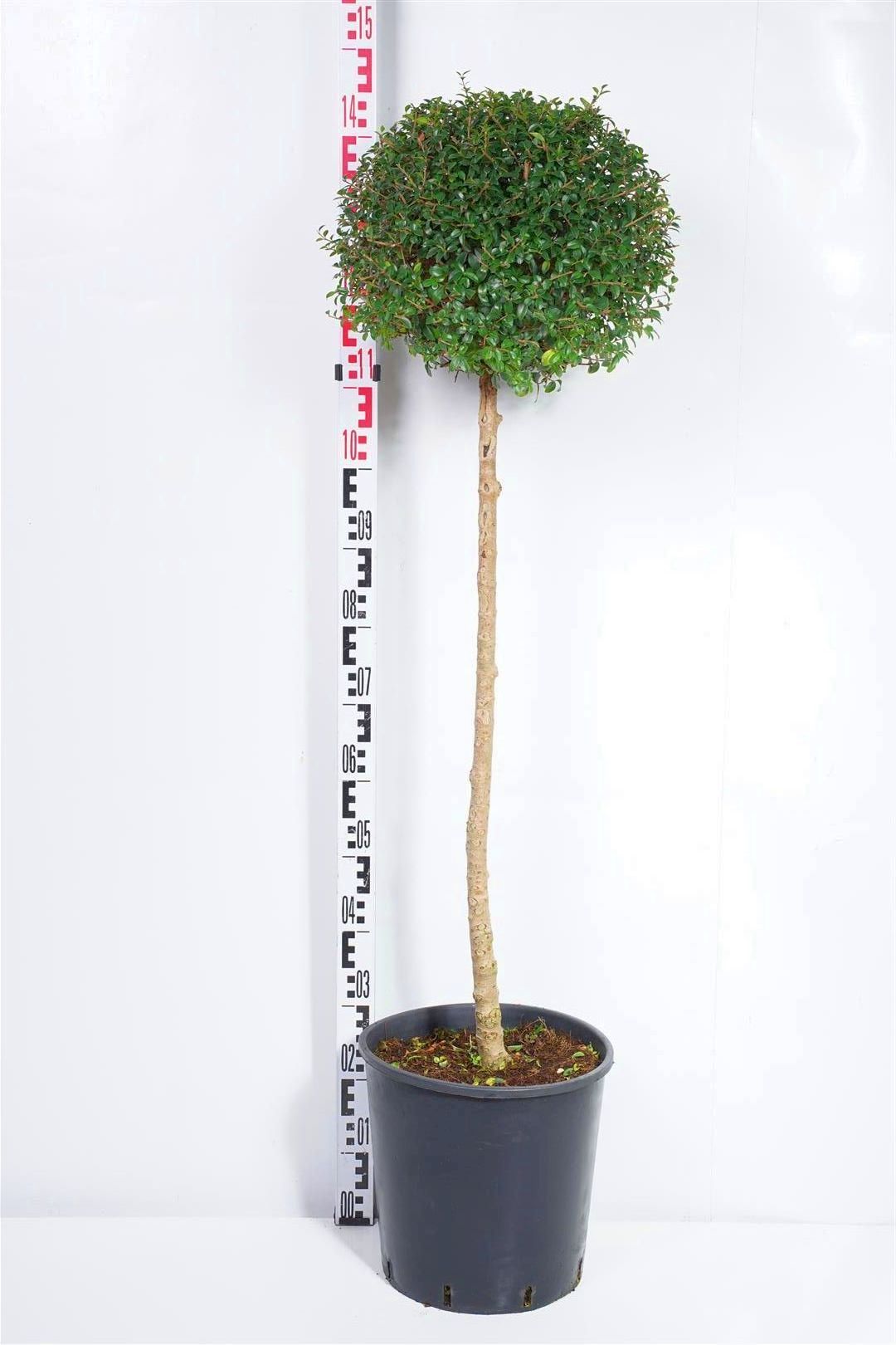 Ligustrum jonandrum på stam 80 cm C18 (18 liters kruka)