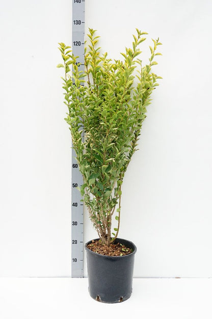 Ligustrum oval. &