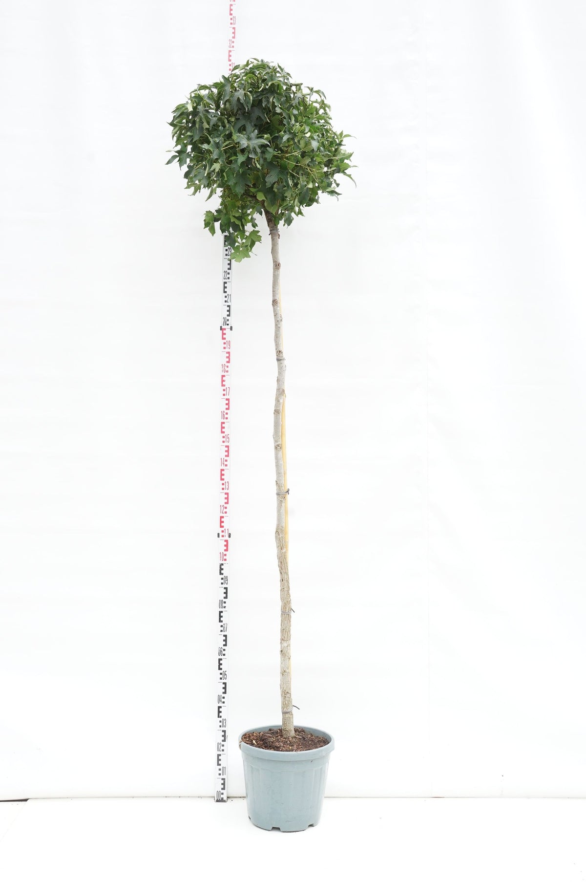 Liquidambar styraciflua &