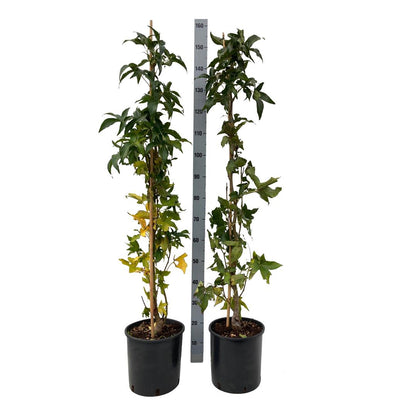 Liquidambar styraciflua &