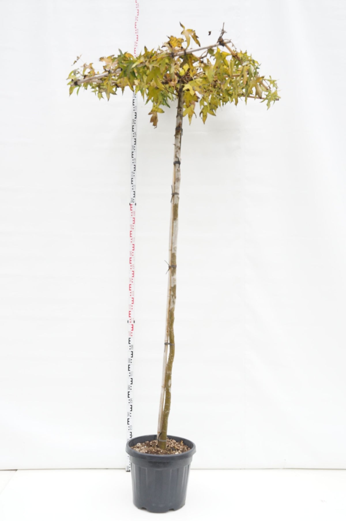 Liquidambar styraciflua (Takformad), stam 240 cm, stamomfång 8-10 cm, C35 (35 liters kruka)