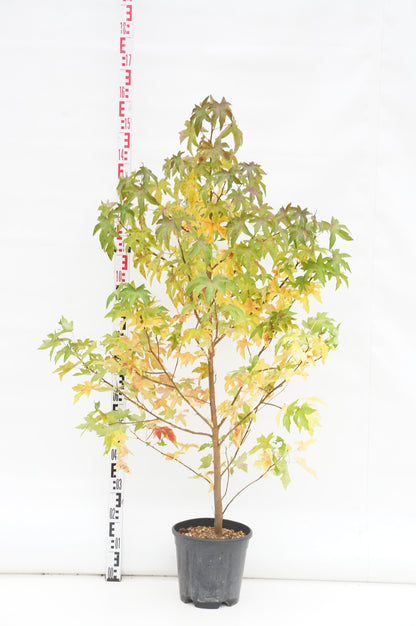 Liquidambar styraciflua C10 (10 liters kruka) 125-150 cm