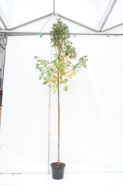 Liquidambar styraciflua 10-12 cm stam C30 (30 liters kruka)