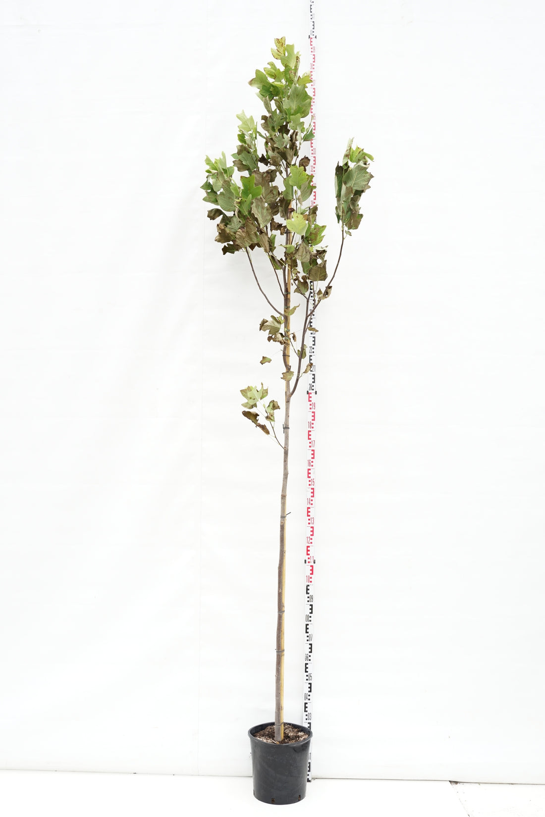 Liriodendron tulipifera 6-8 cm Stamträd C18 (18 liters kruka)